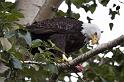 051 Haines, Chilkat Bald Eagle Preserve, Visarend